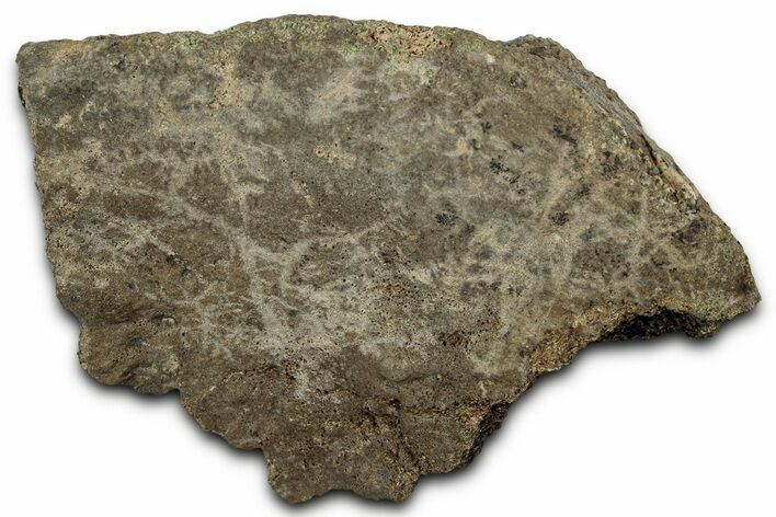 Fossil Tyrannosaur (T rex) Vertebra Section - Wyoming #350397